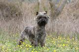 CAIRN TERRIER 629